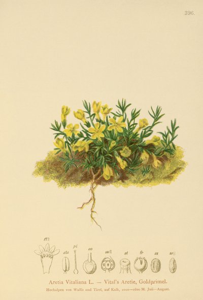 Golden Primrose by German School